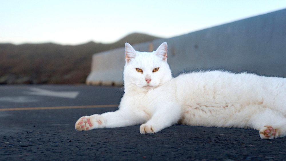 Olivier Jonvaux - Be Maybe May